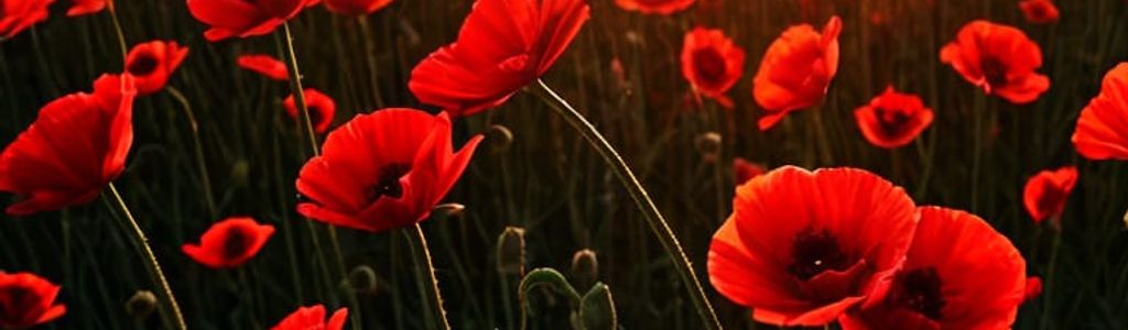 Profile Hero Background