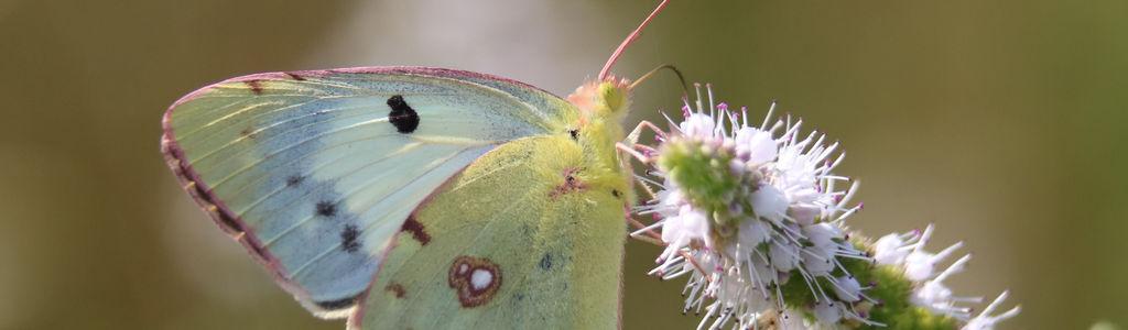 Profile Hero Background