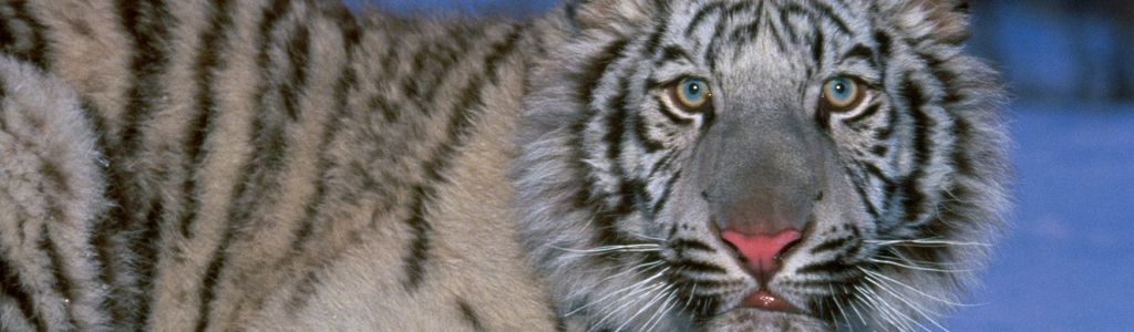 Profile Hero Background