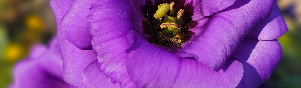 Profile Hero Background