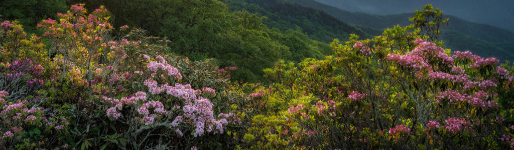 Profile Hero Background