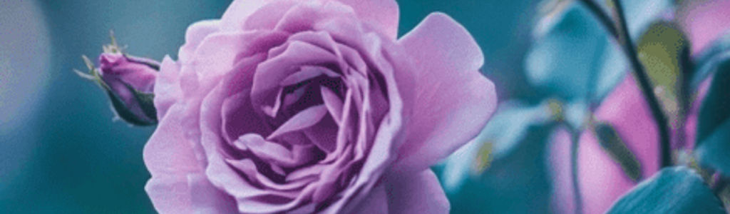 Profile Hero Background