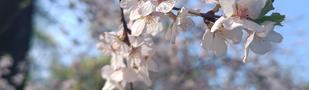 Profile Hero Background