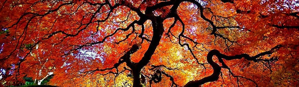 Profile Hero Background