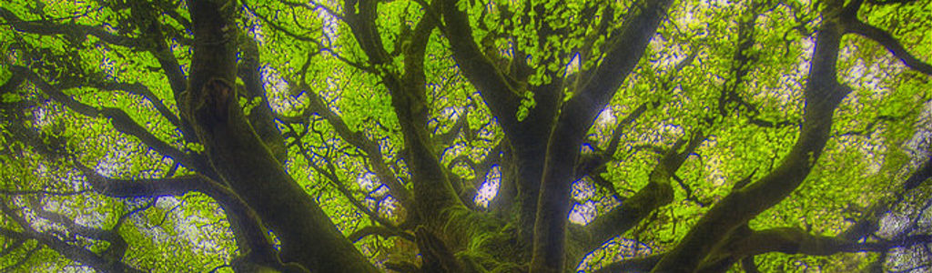 Profile Hero Background