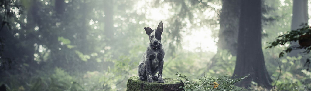 Profile Hero Background