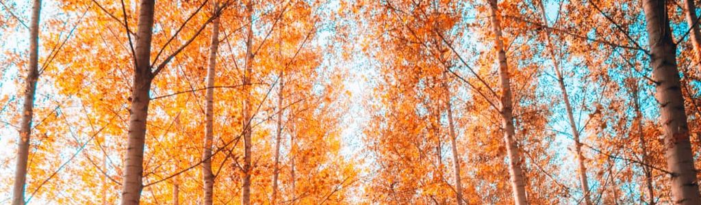 Profile Hero Background