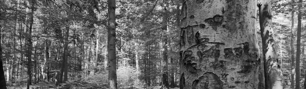 Profile Hero Background