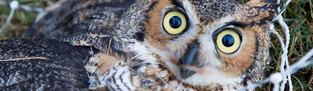 Profile Hero Background