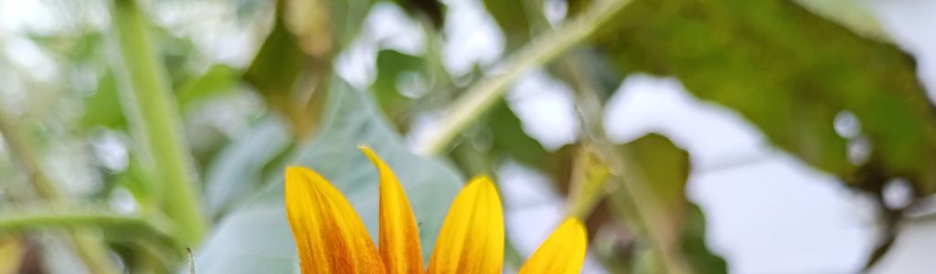 Profile Hero Background