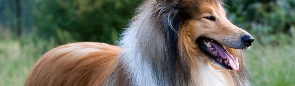 Profile Hero Background