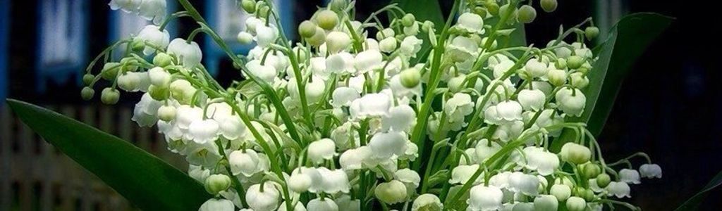 Profile Hero Background