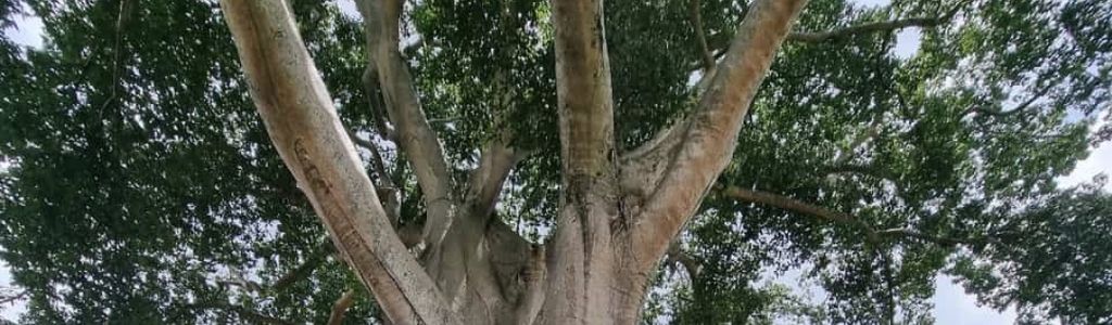 Profile Hero Background