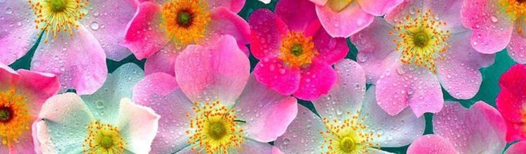 Profile Hero Background