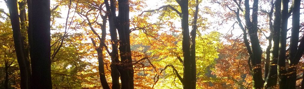 Profile Hero Background