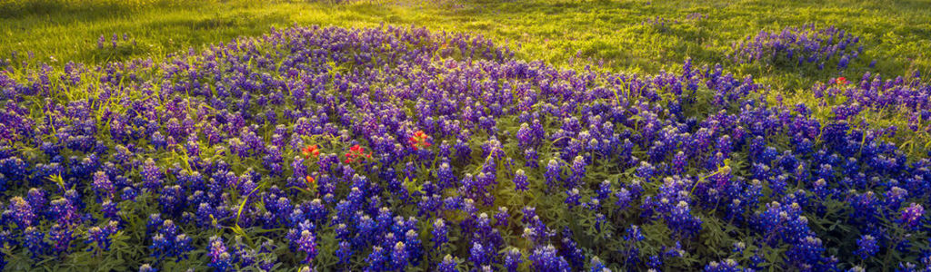 Profile Hero Background