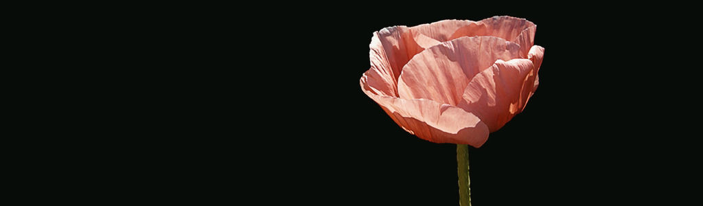 Profile Hero Background