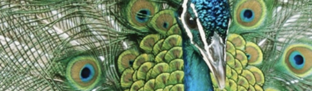 Profile Hero Background