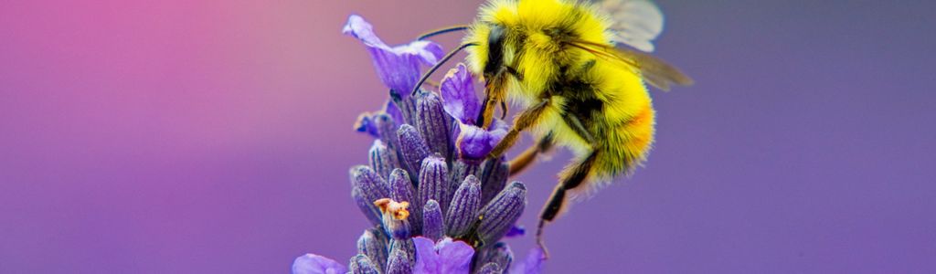 Profile Hero Background