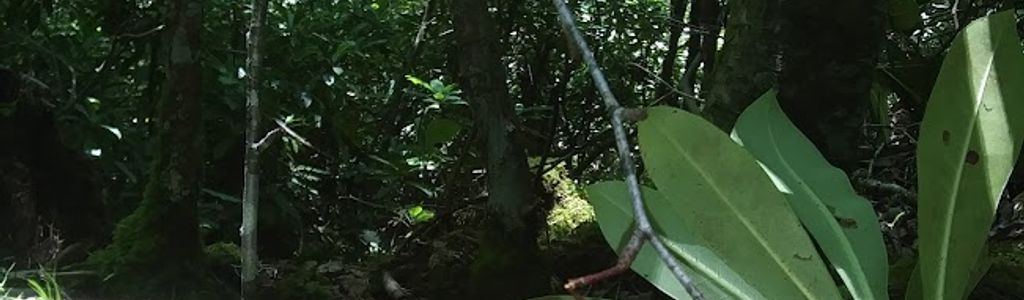 Profile Hero Background