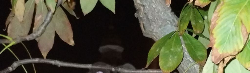 Profile Hero Background