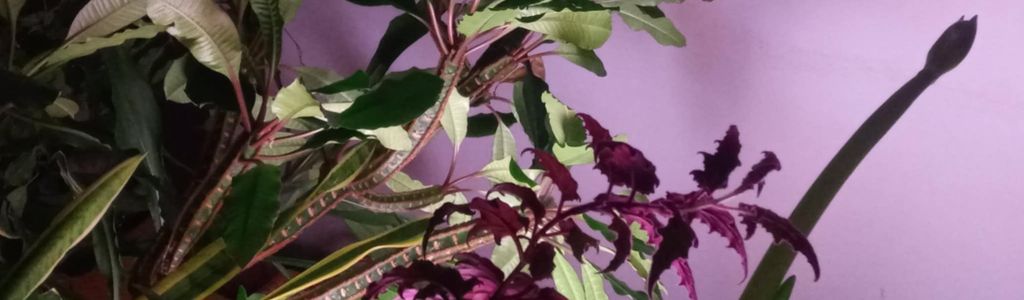 Profile Hero Background