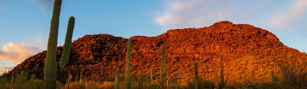 Profile Hero Background