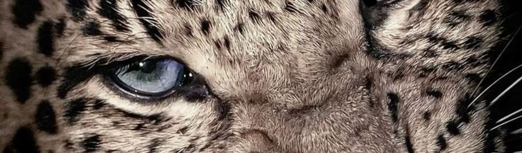 Profile Hero Background