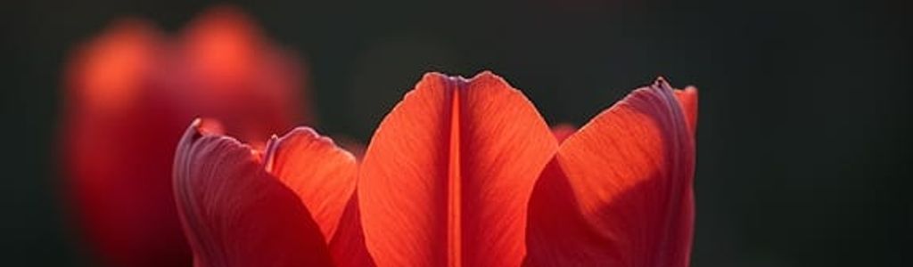 Profile Hero Background