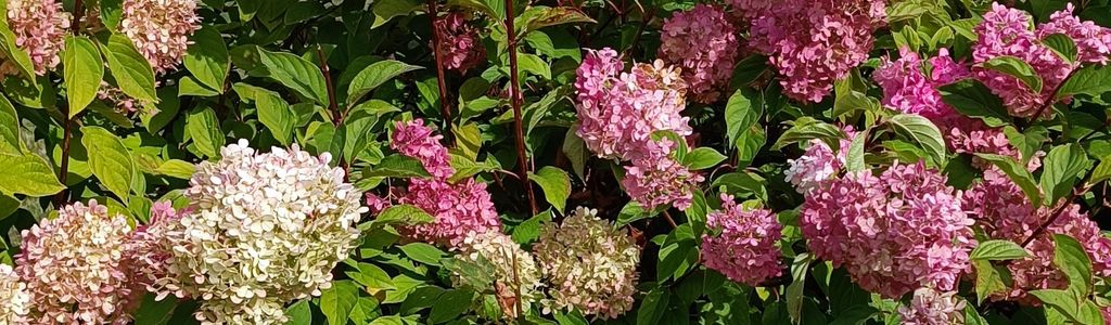 Profile Hero Background