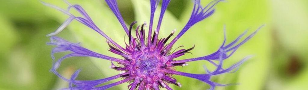 Profile Hero Background