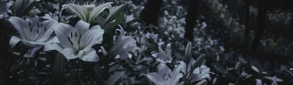 Profile Hero Background