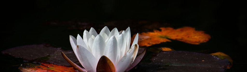 Profile Hero Background