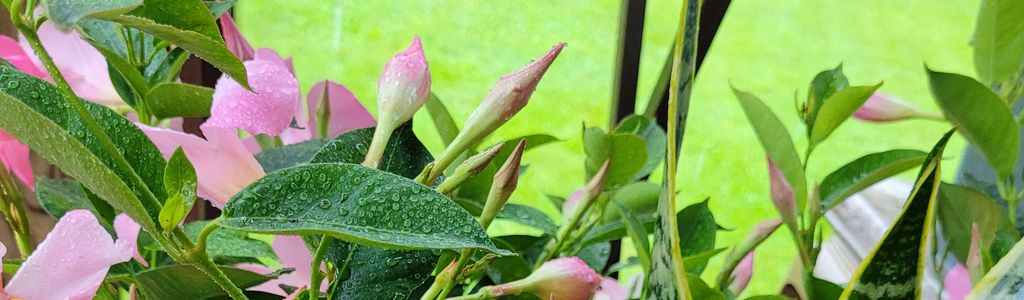 Profile Hero Background