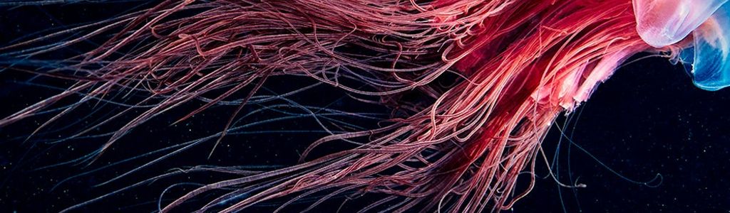 Profile Hero Background