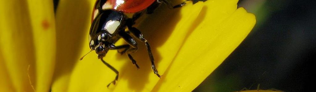 Profile Hero Background