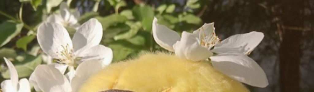 Profile Hero Background