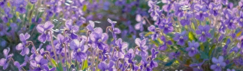 Profile Hero Background