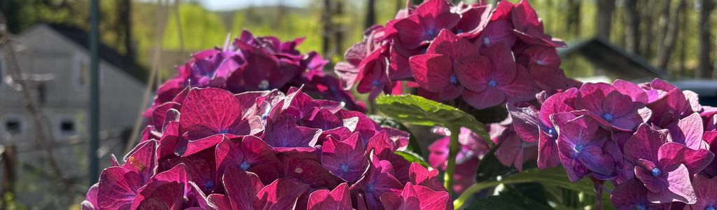 Profile Hero Background