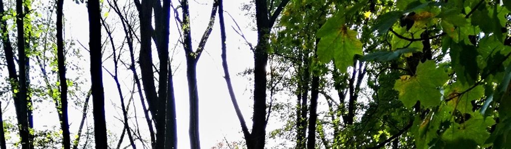 Profile Hero Background