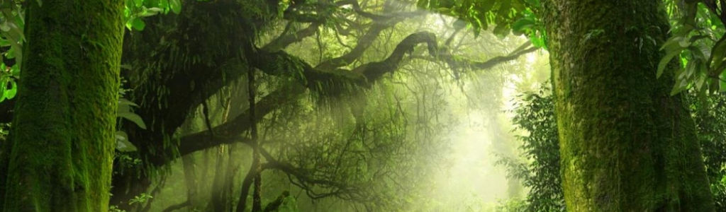 Profile Hero Background