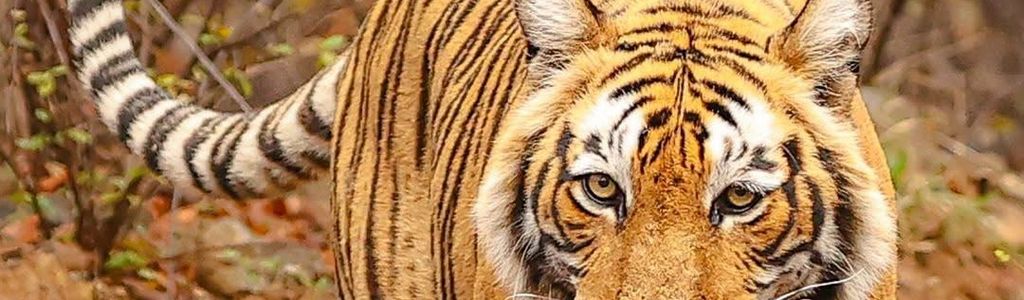 Profile Hero Background