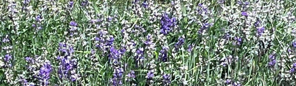 Profile Hero Background