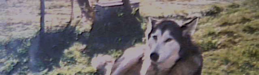 Profile Hero Background