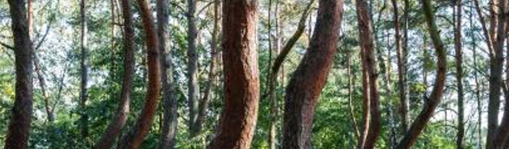 Profile Hero Background