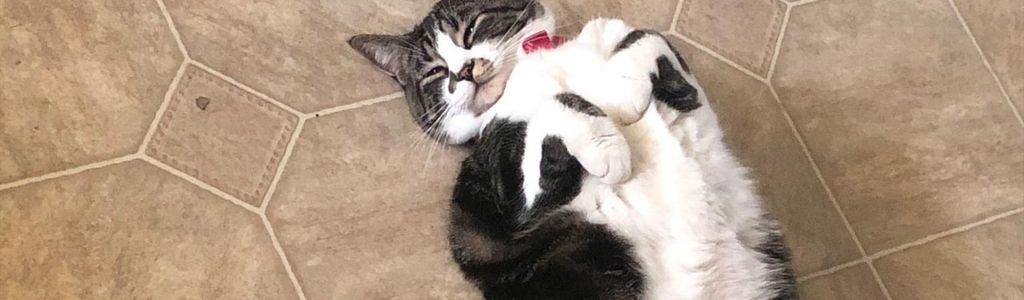 Profile Hero Background