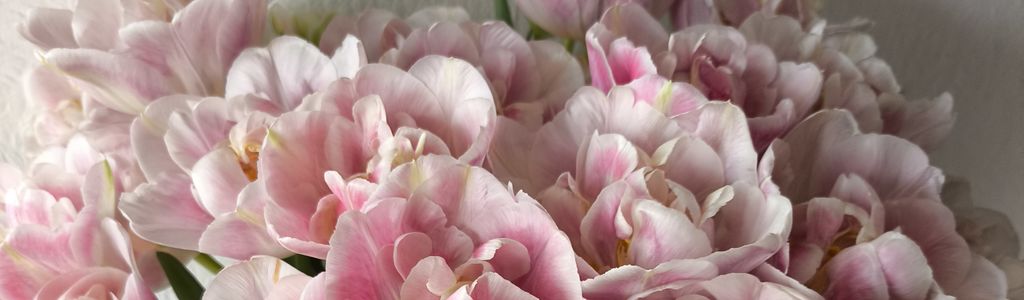 Profile Hero Background