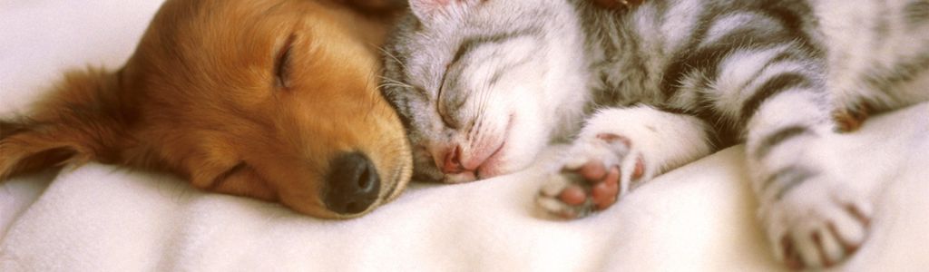 Profile Hero Background