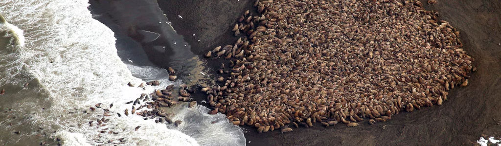 Profile Hero Background