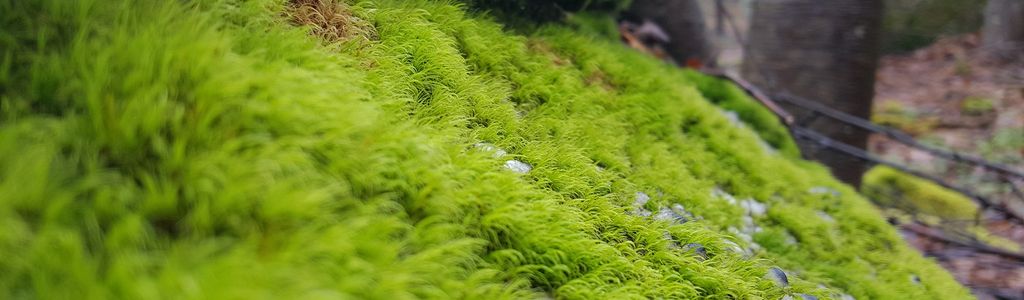 Profile Hero Background